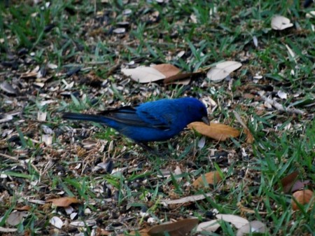 Indigo Bunting