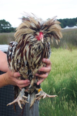 Bad hair day