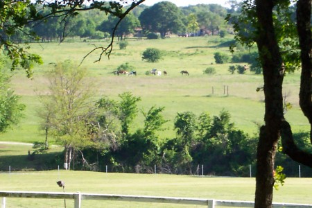 Horses on the hill