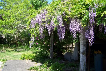 Our back door in Spring