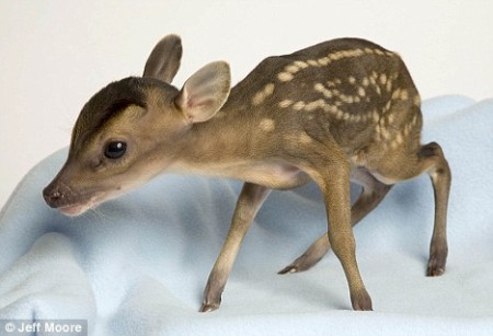 Baby deer 2
