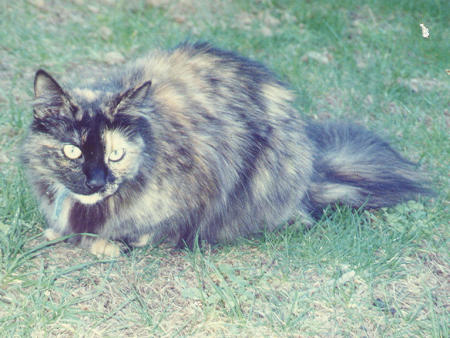 pet-mickey cat-1