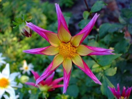 pink n yellow star flower cbg