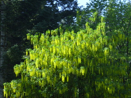 GOLDEN CHAIN TREE