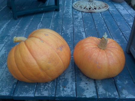 Marissa's pumpkins full grown
