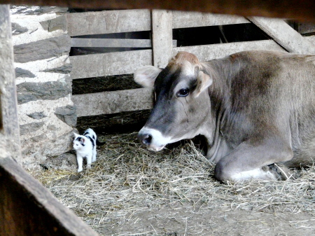 Brown Swiss and a little cat