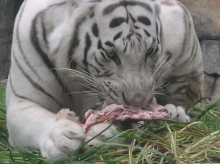 White Tiger