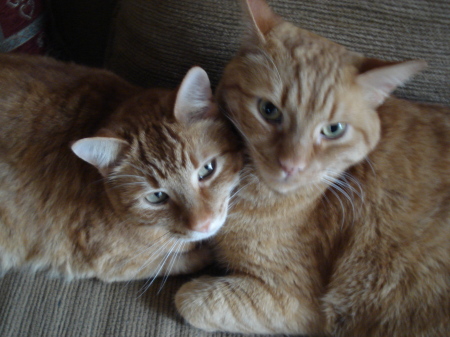 my kitties max/joey