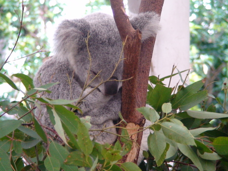 Sleeping Koala