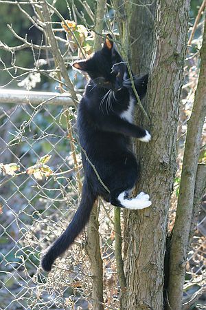 Suzi practicing climbing.