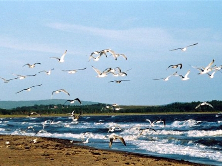 Seagulls on Pomquet Beach