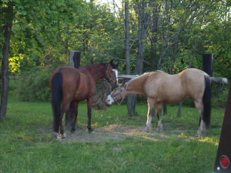 Our horses!