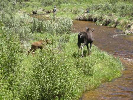 Colorado Wildlife