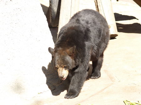 Black bear