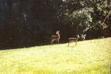 deer in our yard