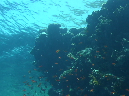 Free diving, Sharm-el-Sheik 15 meters