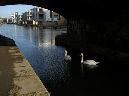 Ducks in the Canal in Edinburgh