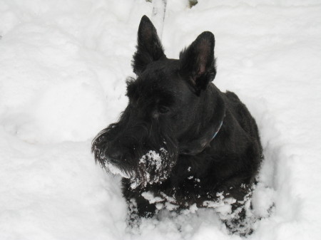 Lord William in The March Snow