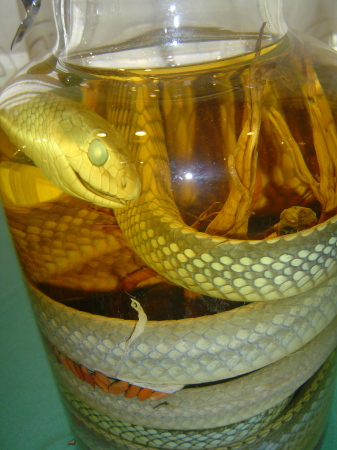 Snake in glass jar