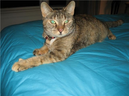 Hemi our 5 toed Hemingway cat