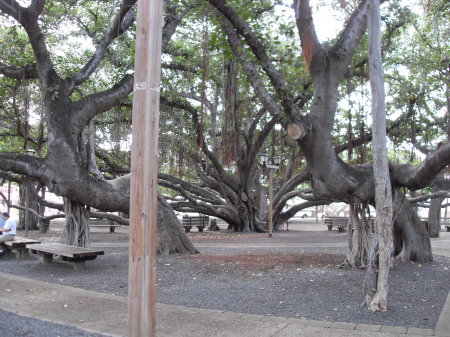 Banyon Tree, Lahina HI
