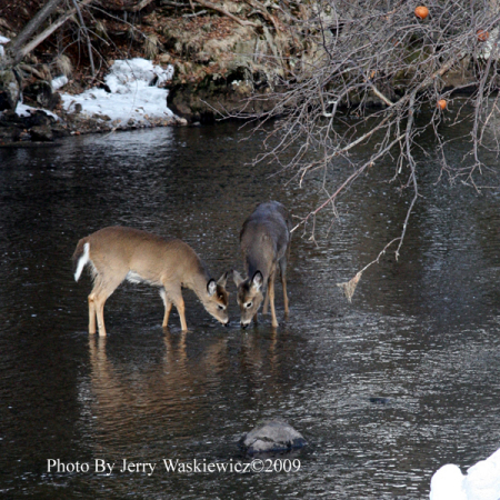 Yep  your  right , deer in the  river