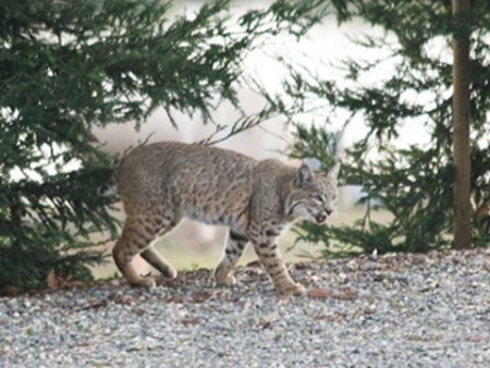 Bobcat wandering on campus