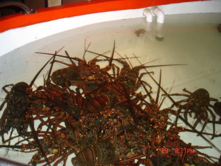 Spiny Lobsters 4 Dinner
