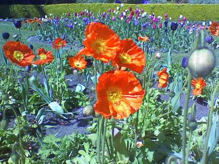 Poppy Dance