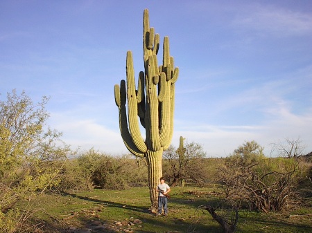 Largest Cactus
