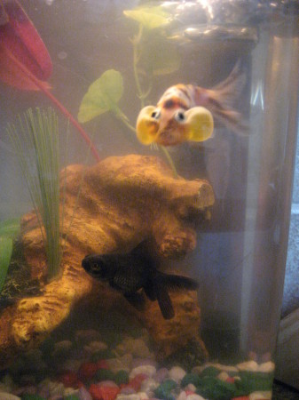 my fish