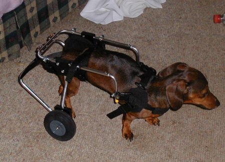 Miss Cinnamon Bear in her Wheels