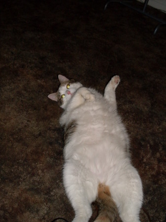 fat cat