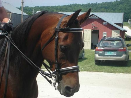 My Morgan horse Norman at a horse show