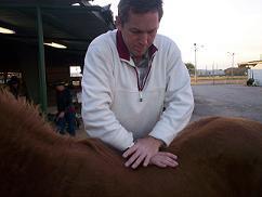 Horse Chiropractic