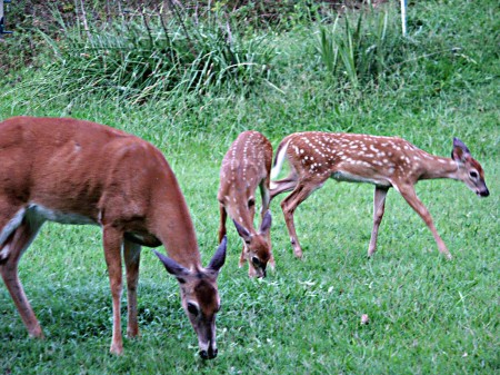 Momma Deer and Babies