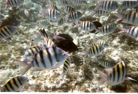 snorkeling in Bahamas