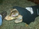 My sweet puppy Lunch - in his Harley sweater