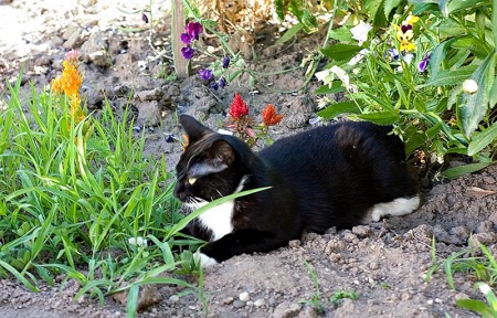 Suzi relaxing in Ani's garden.