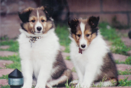 The Dogs-Beauregard(Beau) and Isabelle(Belle)