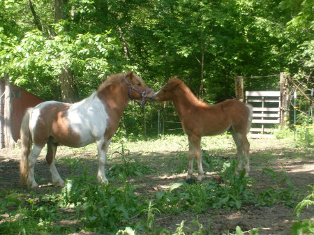 Tex and a welsh colt