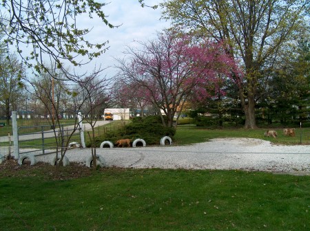 Daisy under the Redbud.