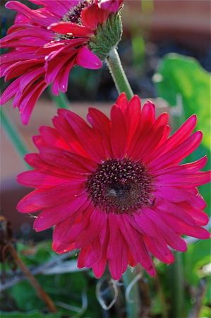 Gerbera daisies