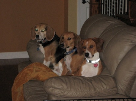 Beagles!!!!