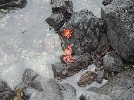 sea crabs santa cruz galapagos