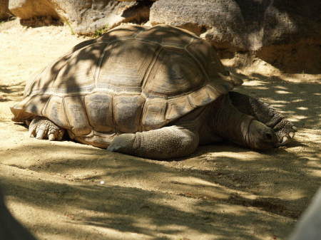 Giant Turtle