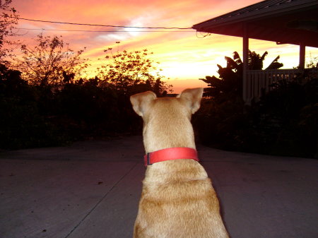 Koa watching the sunset