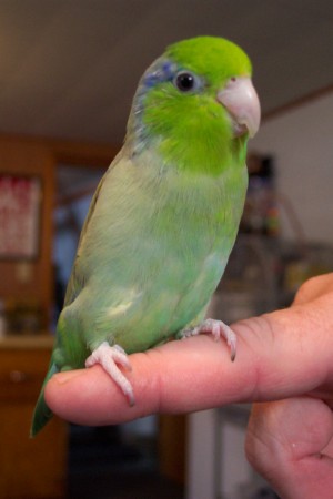 Theo our Parrotlet