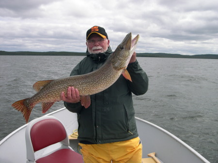 41" Northern Pike caught on a fly rod