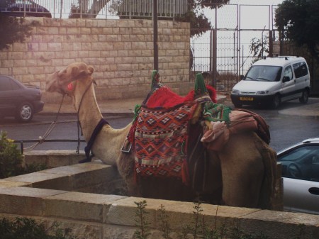 A camel "parked" next to our tour bus.